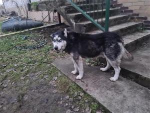 Adoptovaním psíka pomôžete hneď dvakrát